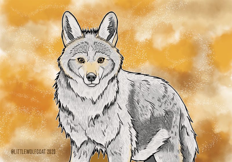 Photoshop drawing / painting of a Coyote. 
